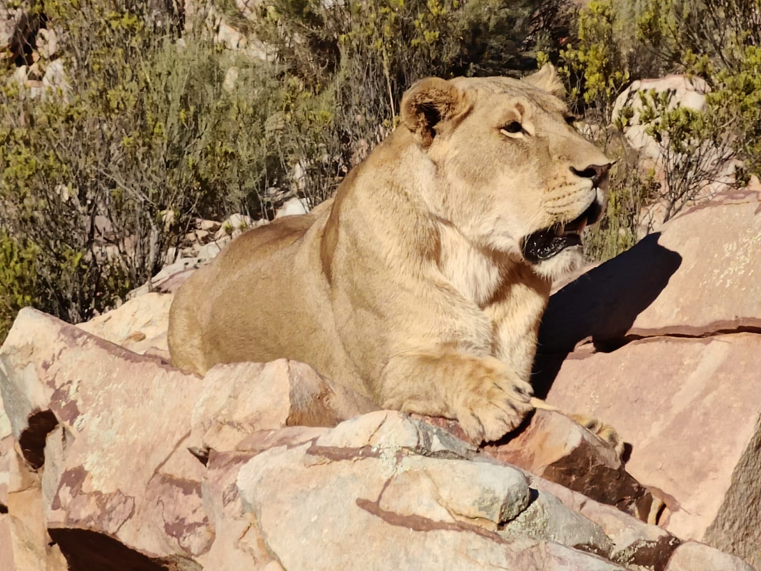 Aquila Game Reserve - Safari 59